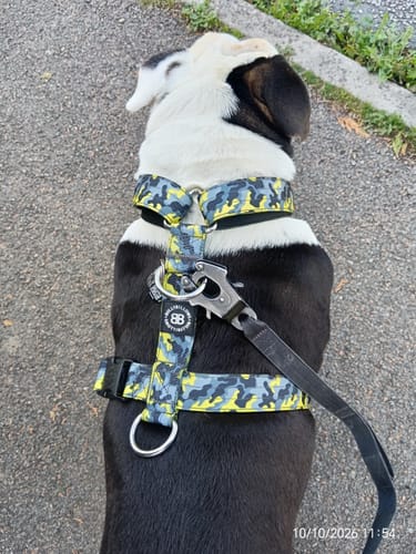 Customer photo review of Anti-Pull TRI-Harness® | Training Dog Harness for All Breeds - Lightning