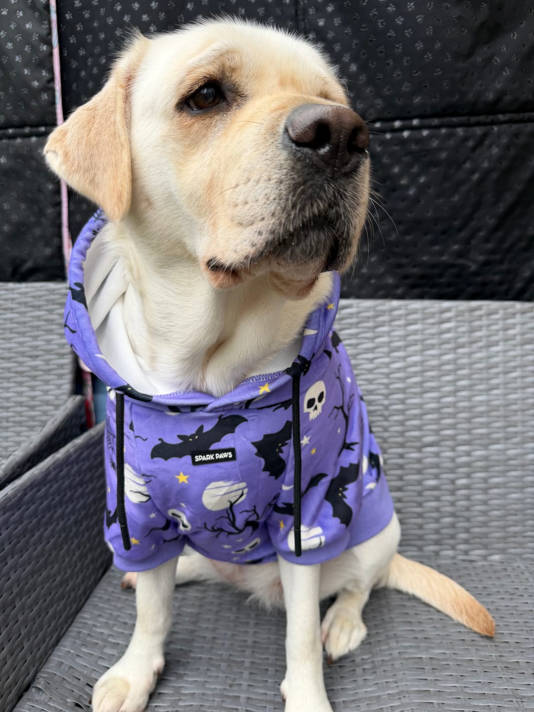 Customer photo review of Halloween Dog Hoodie - Purple
