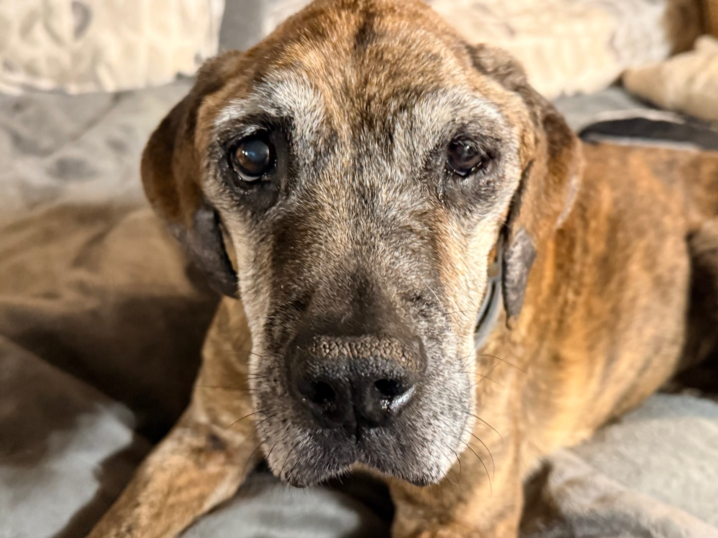 Customer photo review of All Pups Seasoning: Essential Nutrients
