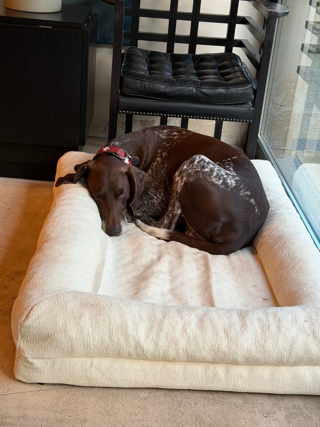 Customer photo review of Pet Perfect Orthopedische Hondenmand - Model 2 - Bouclé Cover