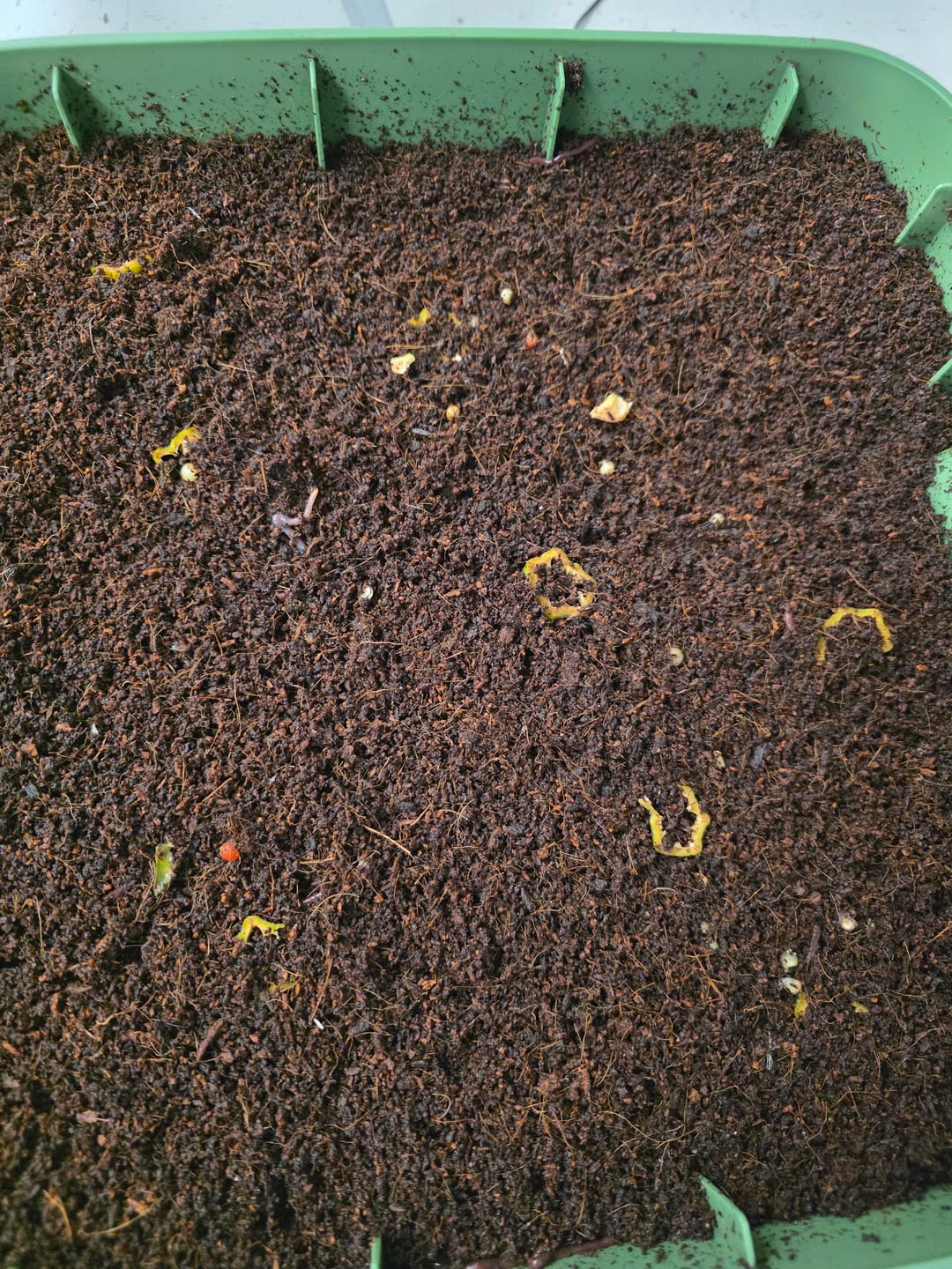 Customer photo review of Worm Bedding - Coco Coir