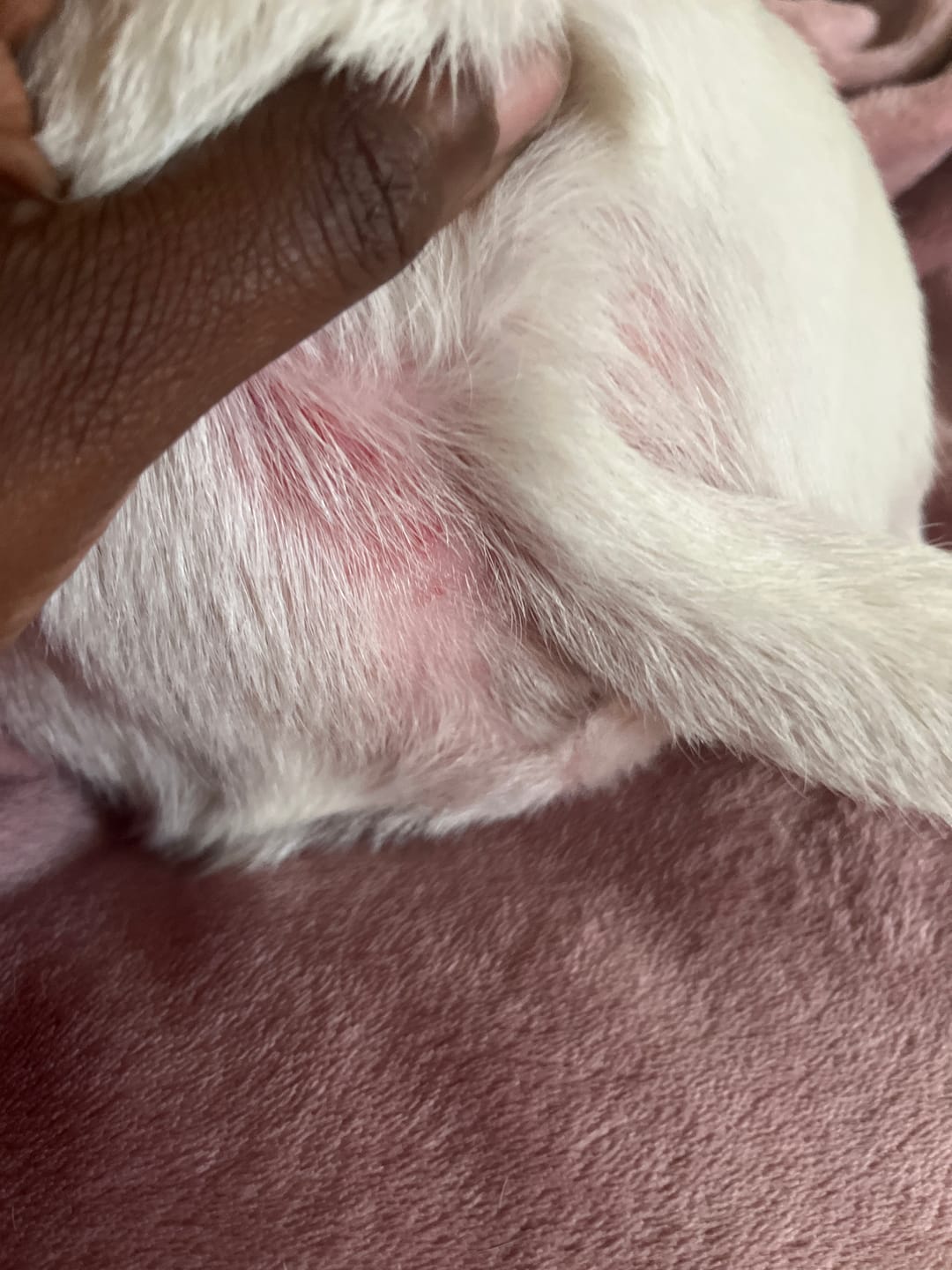 Customer photo review of FurLife™ 12 Months Flea and Tick Free