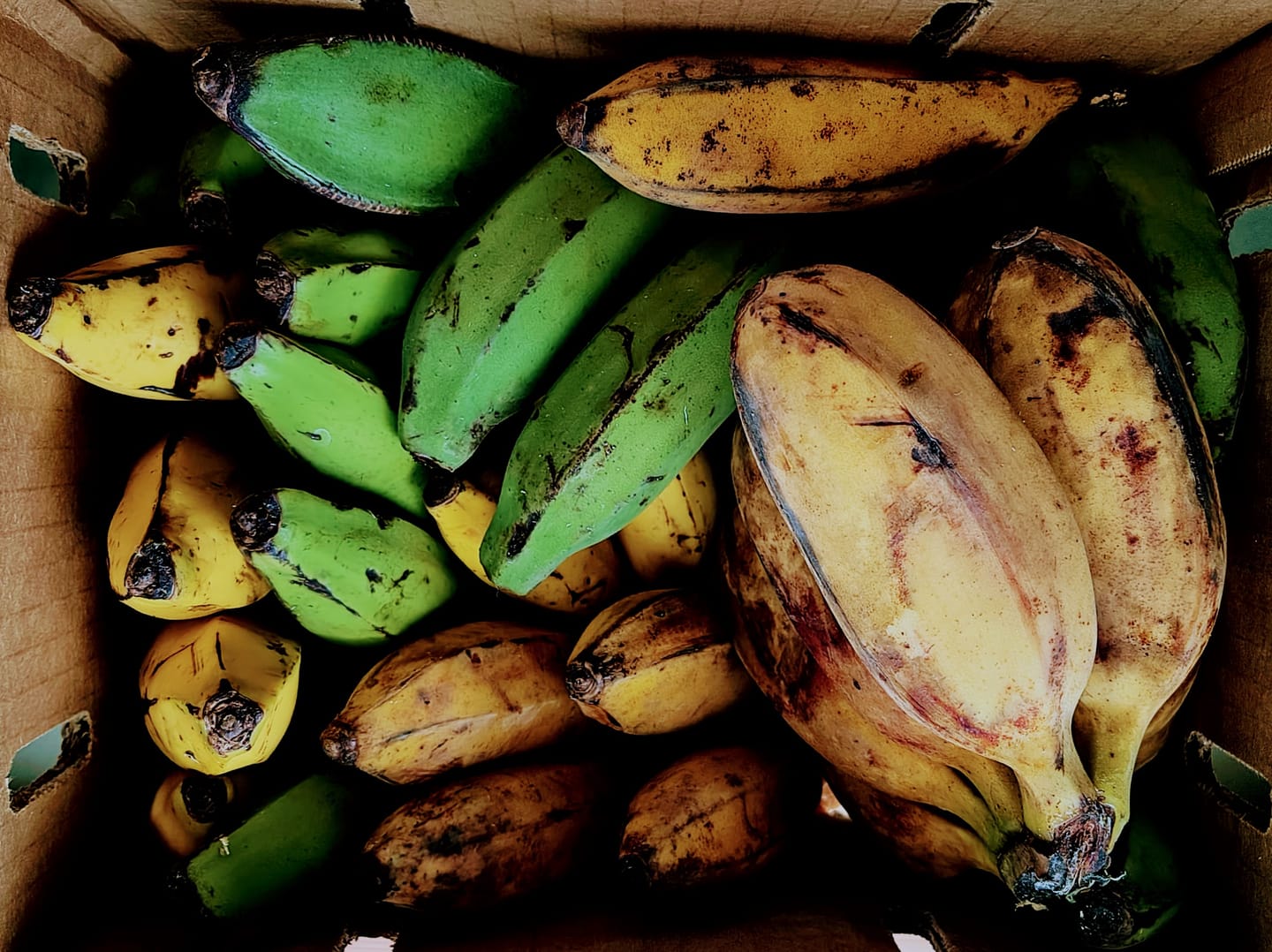 Customer photo review of Banana Variety Box