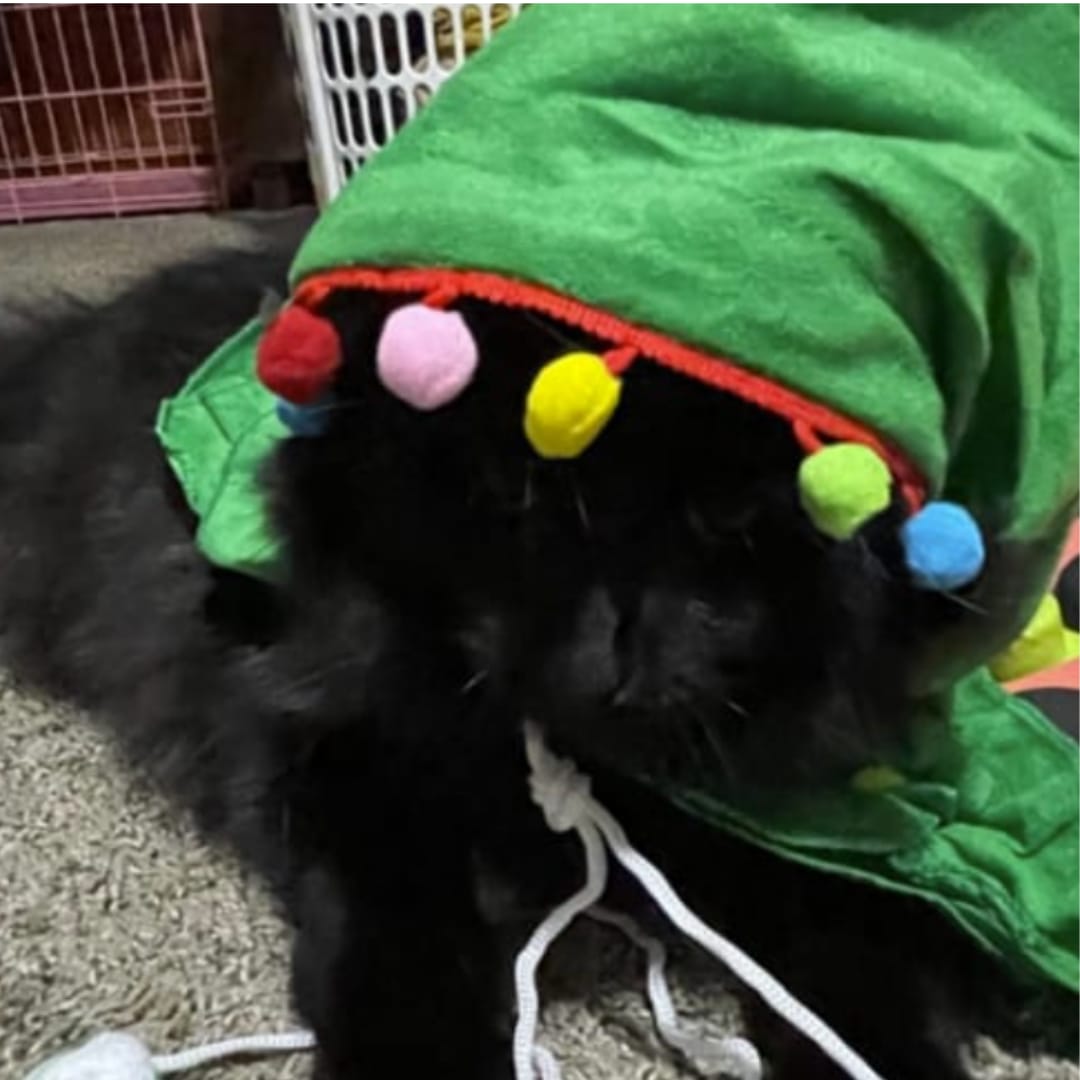 Customer photo review of Disfraz Árbol de Navidad para Perros 🎄