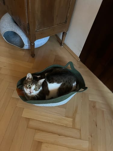 Customer photo review of Effico™ Handgeweven Krabmand voor Katten