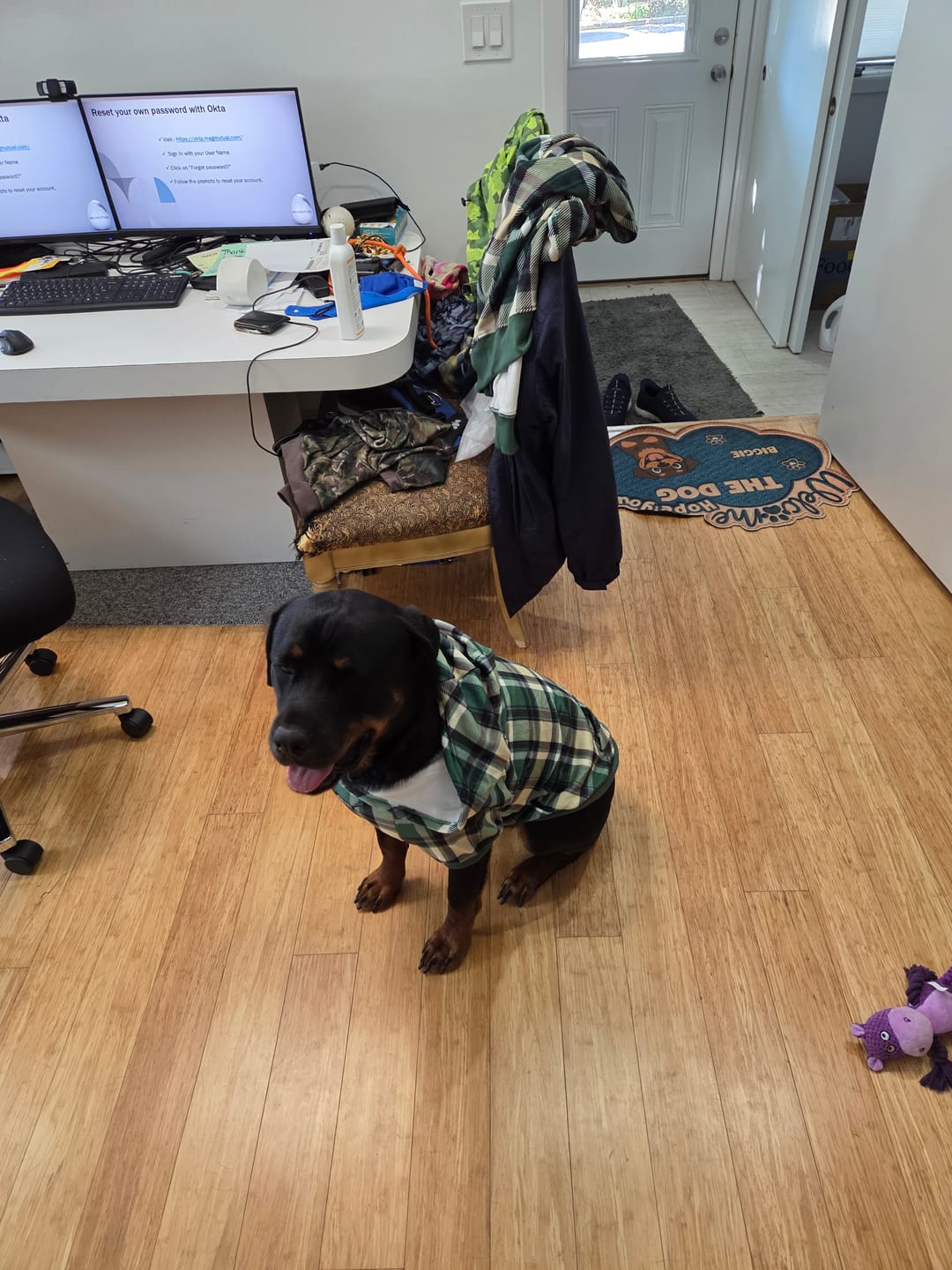 Customer photo review of Green Plaid Dog Hoodie