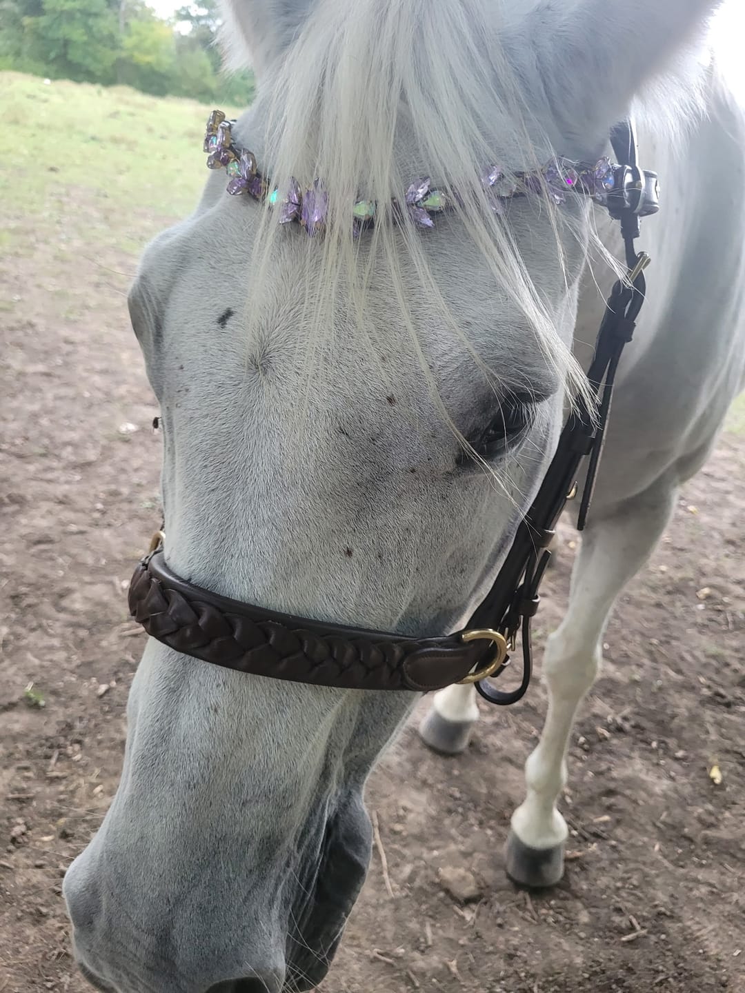 Customer photo review of Odessa bonita Multi Bridle padded, bit to bitless system no.1
