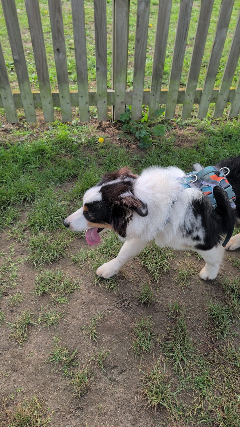 Customer photo review of TrekBright® Dog Safety Light