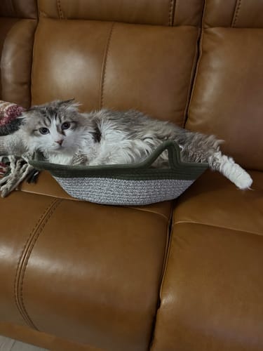 Customer photo review of Effico™ Handgeweven Krabmand voor Katten