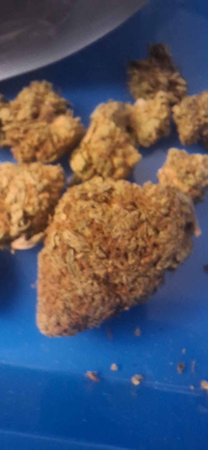 Customer photo review of Panama Red THCA Flower