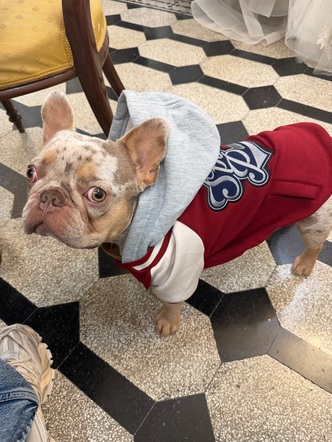 Customer photo review of Dog Varsity Jackets