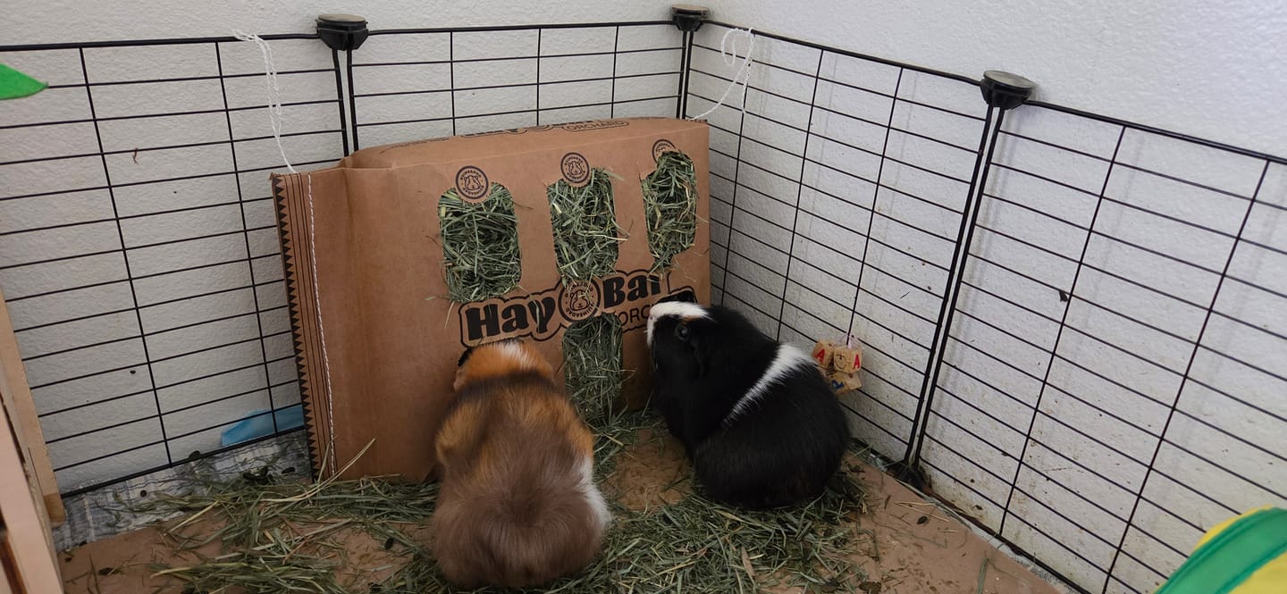 Customer photo review of GuineaDad Orchard Hay Bar for Guinea Pigs (5 Pack)