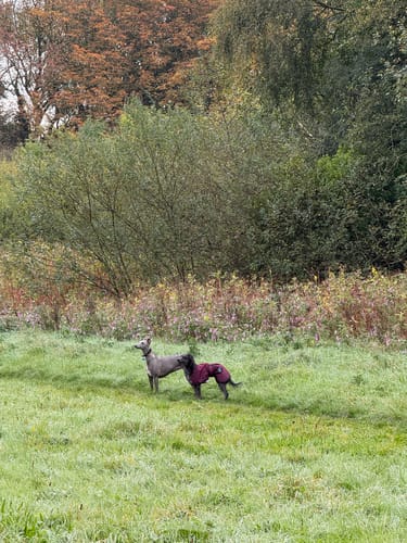 Customer photo review of Regna - Lightweight Summer Sighthound Coat with Harness Hole Zip