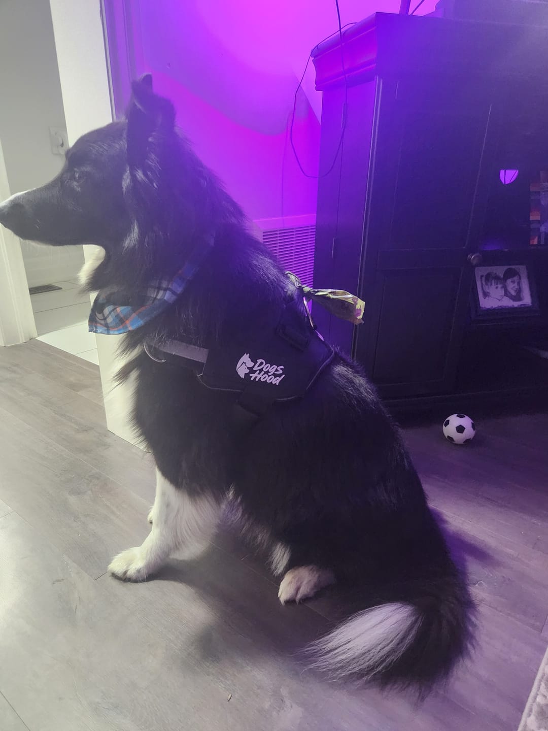 Customer photo review of Dogshood ™ No Pull Harness