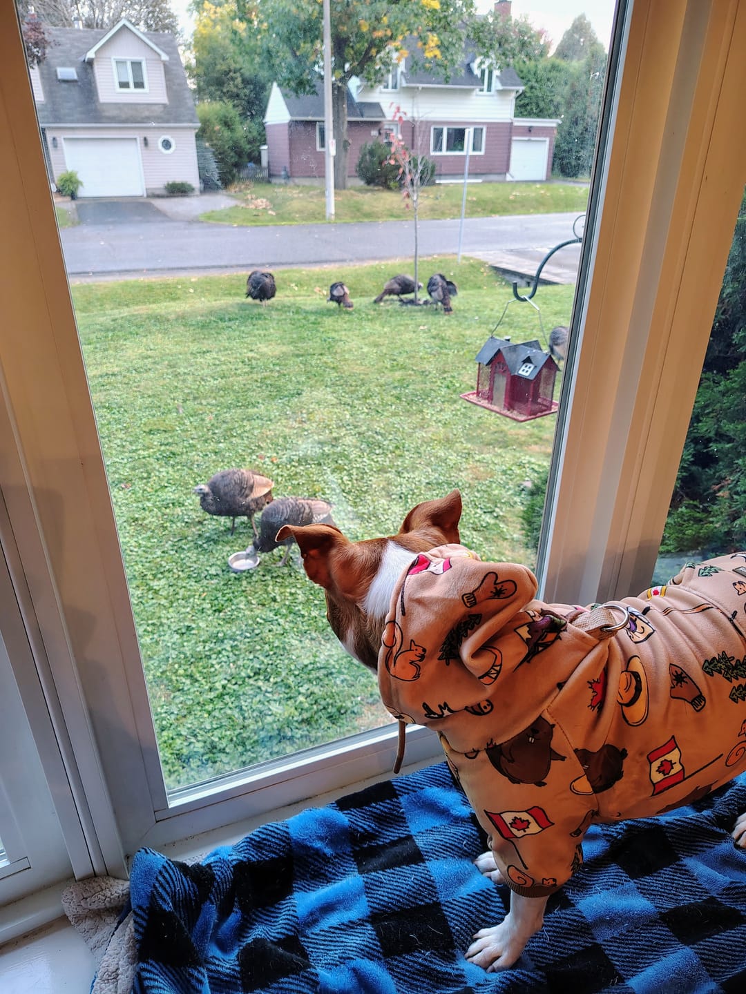 Customer photo review of Around the World Dog Hoodies