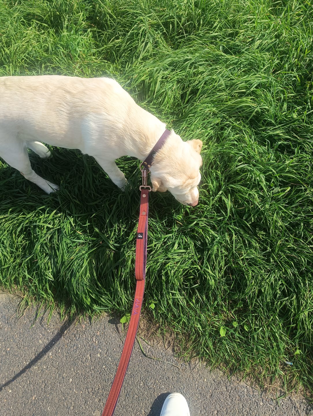 Customer photo review of Smycz dla psa z imieniem - Personal Leash