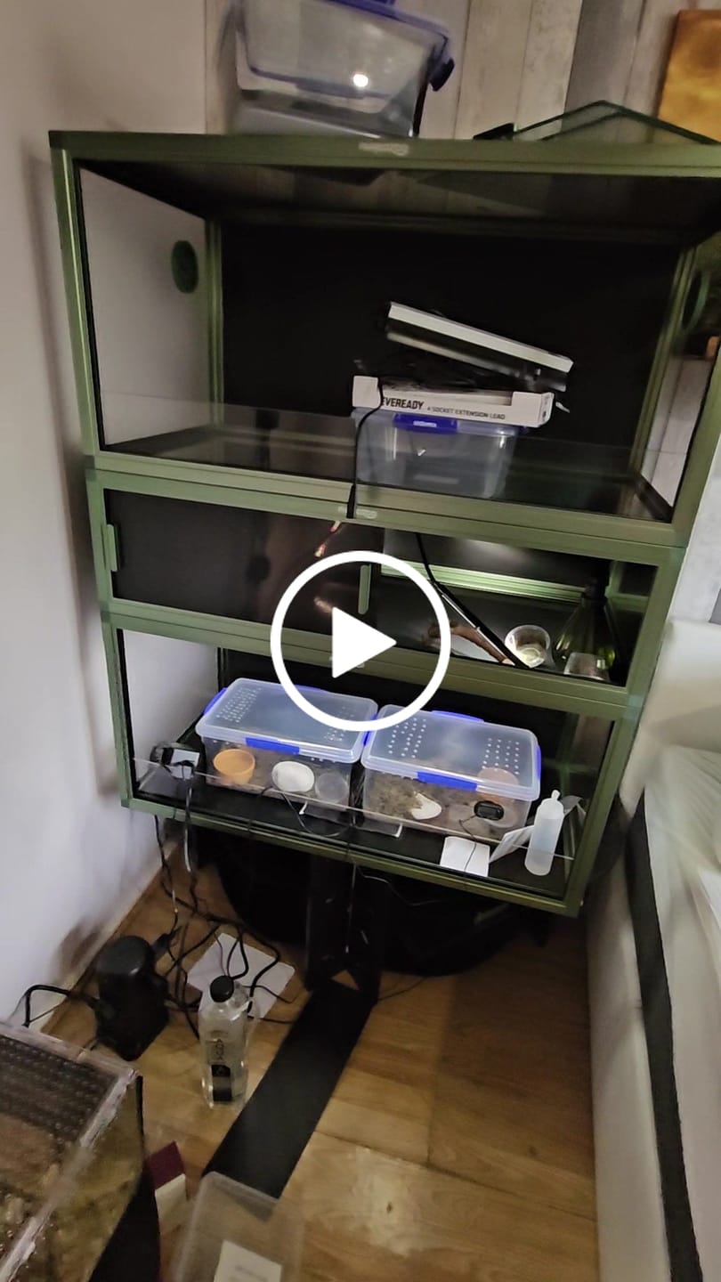 Customer video review of 50 Gallon Leopard Gecko & Crested Gecko Enclosure 36x18x18