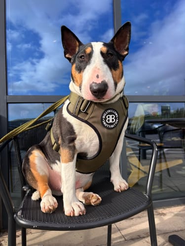 Customer's bull terrier wearing an olive green BullyBillows harness while sitting on a chair outdoors