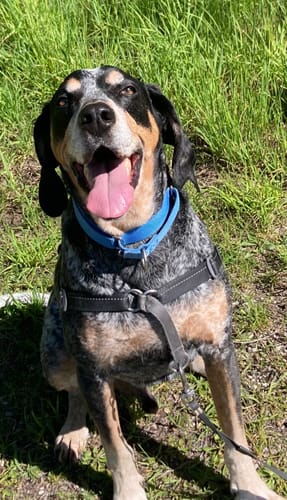 Customer's dog sitting happily in the grass, smiling after using 12 Inch Thick Bully Stick.