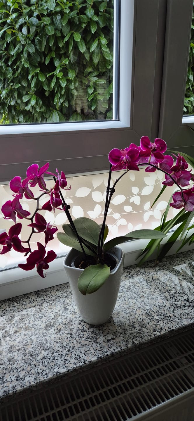 Customer photo review of Phalaenopsis Cartagena mit dunklen bordeauxroten Blüten und 2 Rispen