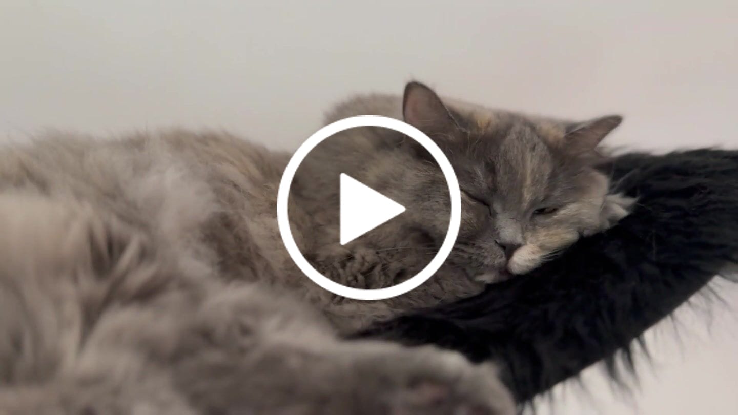 Customer video review of STYA Katzen Kletterwand | Katzen Treppe WL340 | Mit 3 Stufen