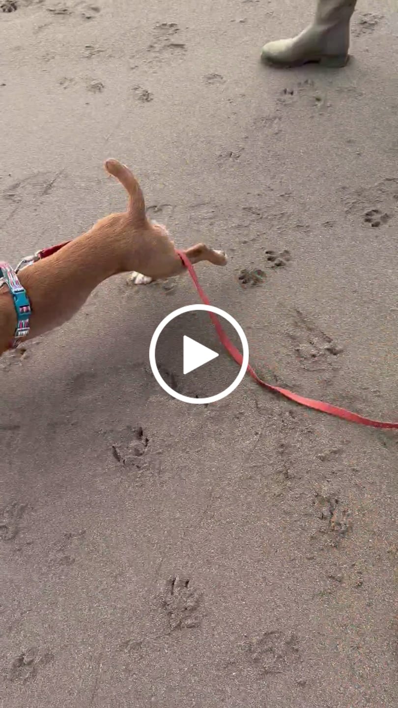 Customer video review of Tidal Waterproof Longline