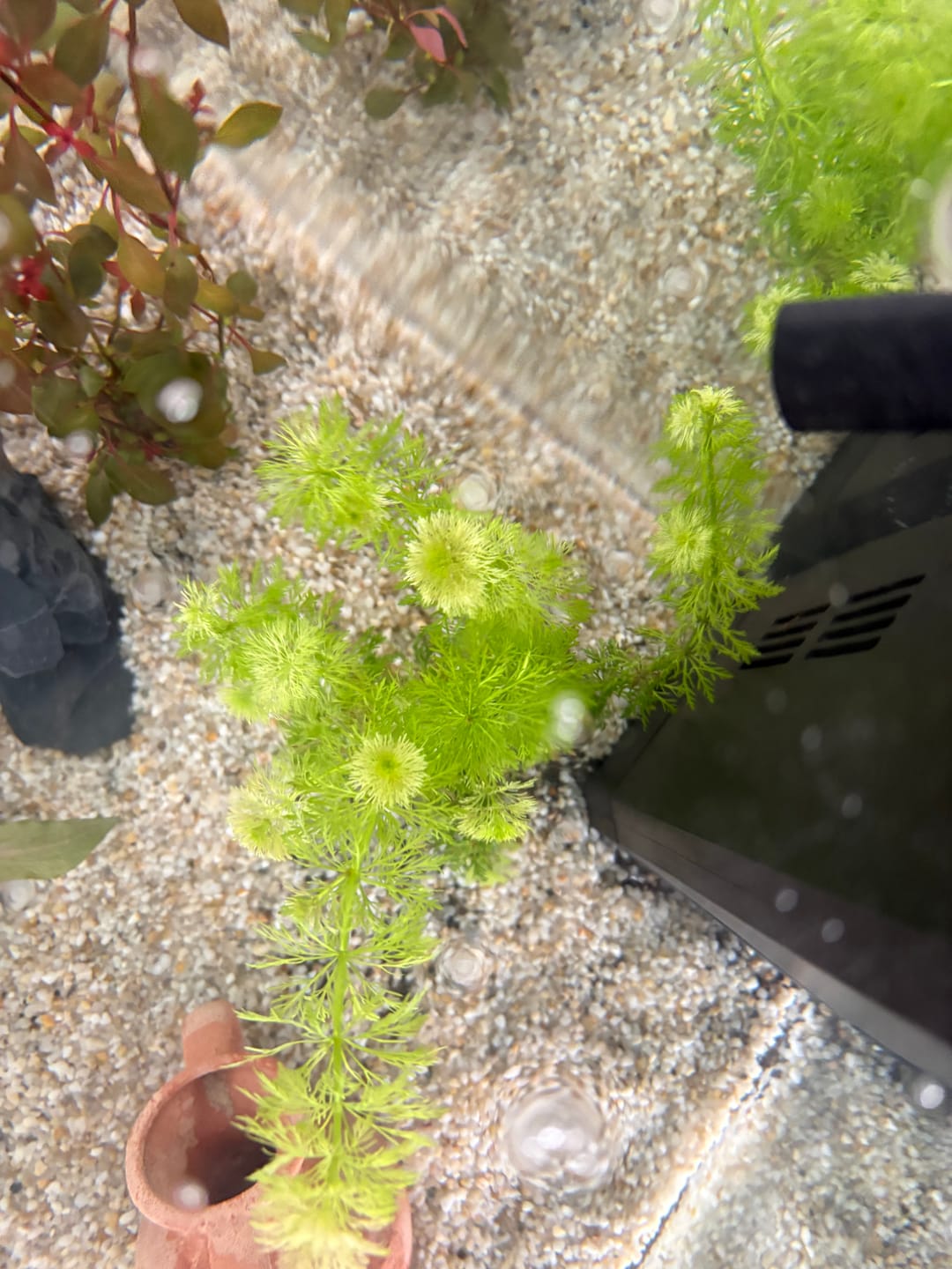Customer photo review of Aquarium Vio Cube 54 Noir Équipé JUWEL - 54L