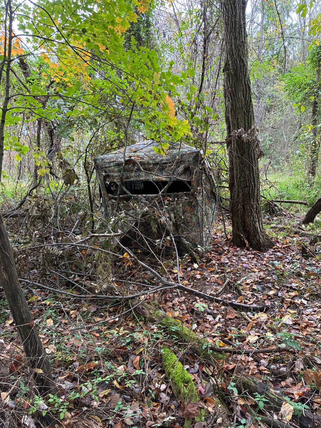 Customer photo review of VisST 270° See Through Ground Blinds | Pop Up Portable Blinds for 2 3 Person Deer Hunting with Silent Magnetic Door
