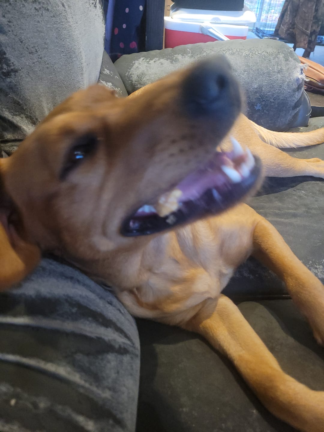 Customer photo review of Himalayan Yak Chew (MEGA)
