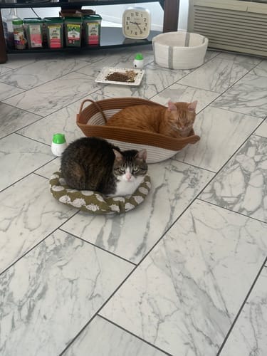 Customer photo review of Effico™ Handgeweven Krabmand voor Katten
