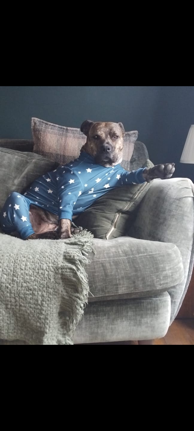 Customer photo review of Dog Pajama - Stars