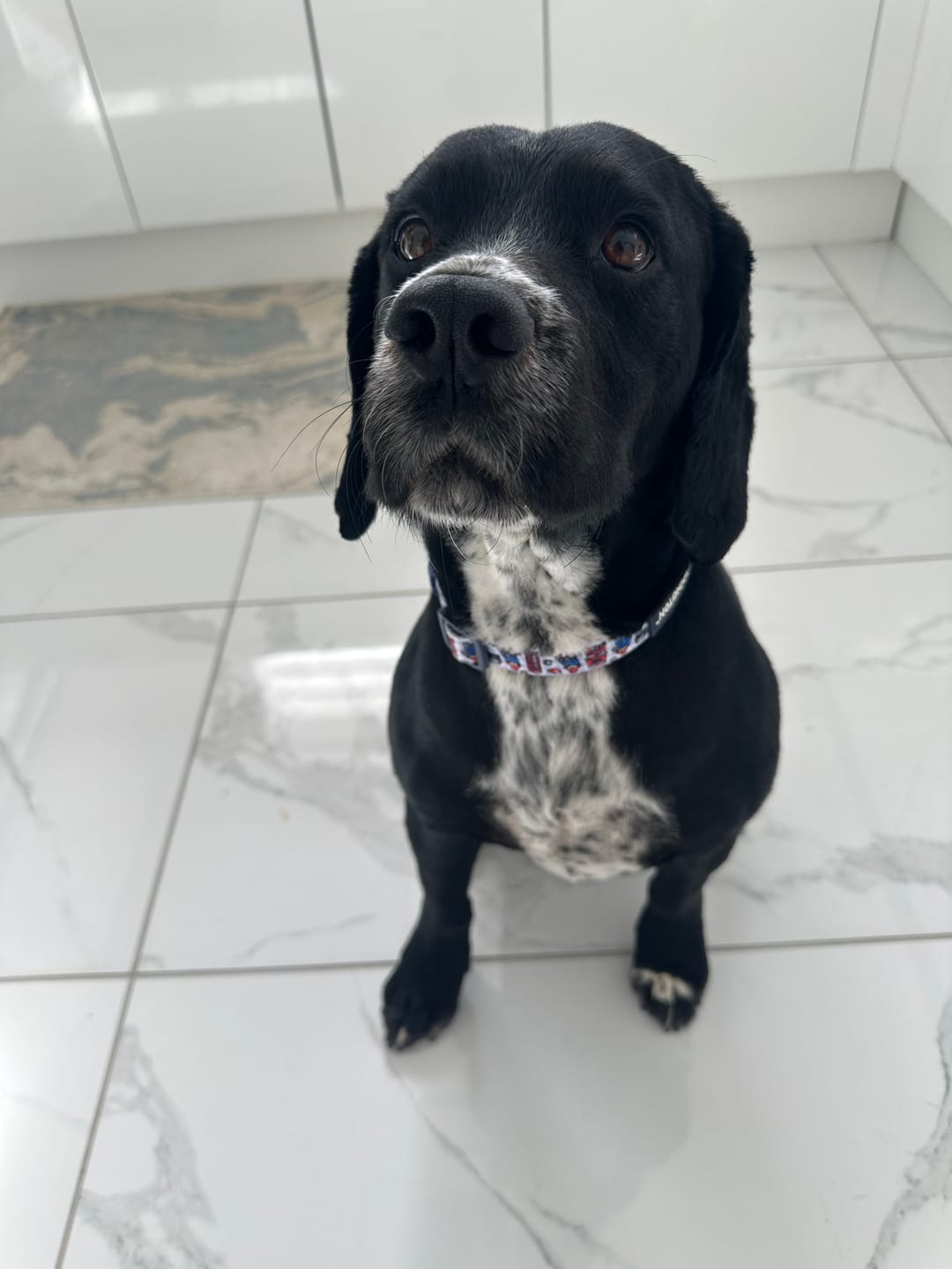 Customer photo review of Paddington™ Collar - London