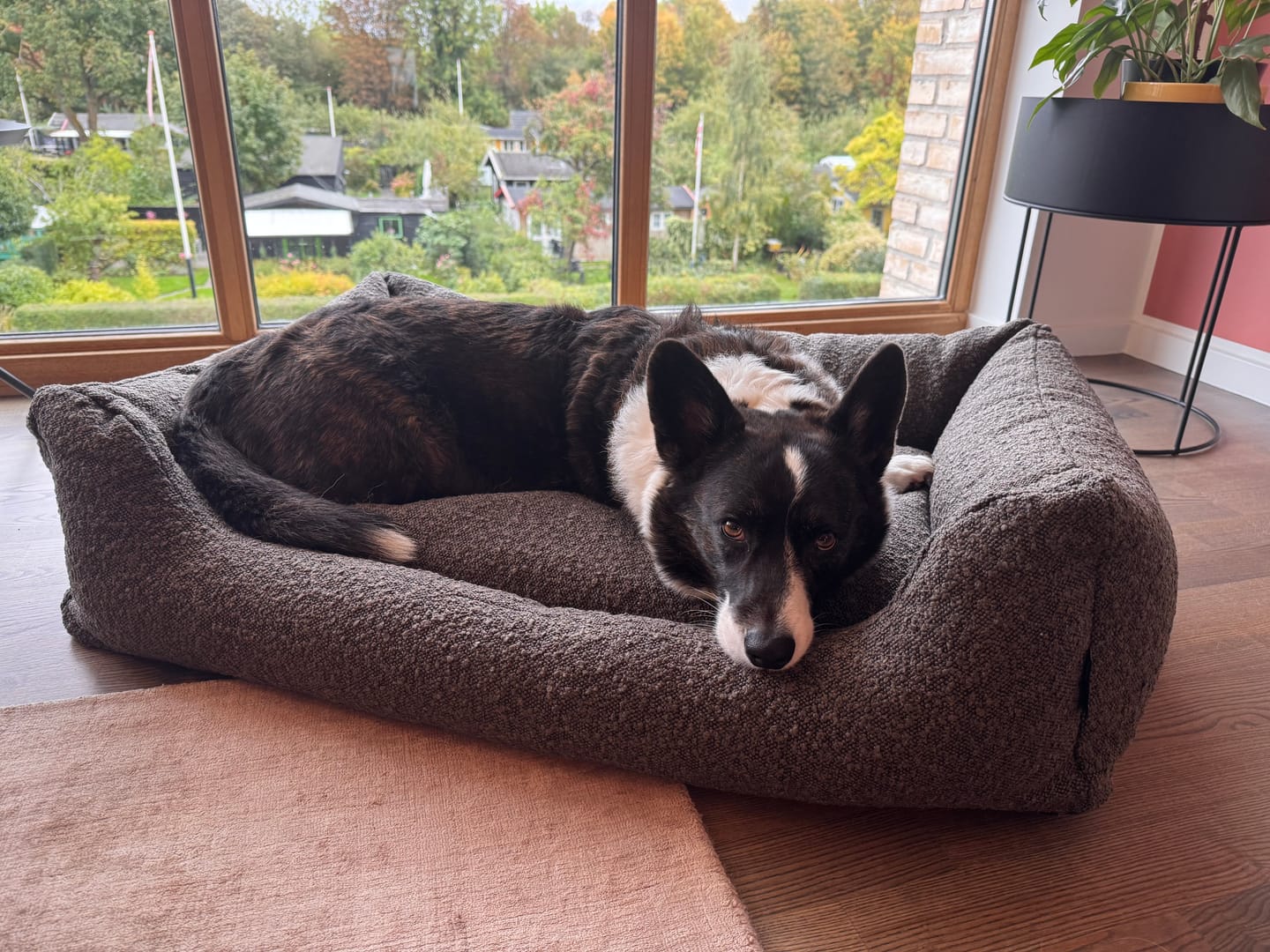 Customer photo review of BILLY Bouclé hundeseng (mocca)