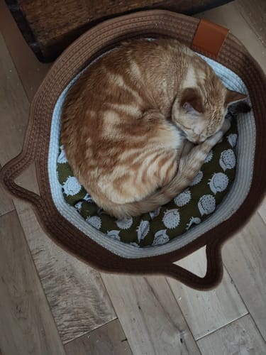 Customer photo review of Effico™ Handgeweven Krabmand voor Katten