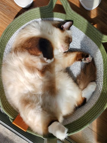Customer photo review of Effico™ Handgeweven Krabmand voor Katten