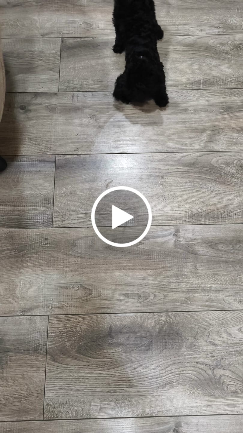 Customer video review of Pametna Interaktivna Loptica za Kućne Ljubimce