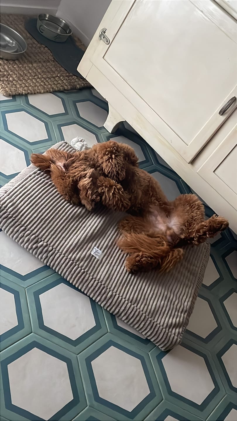 Customer photo review of Cover Materassino Velluto a Coste Beige