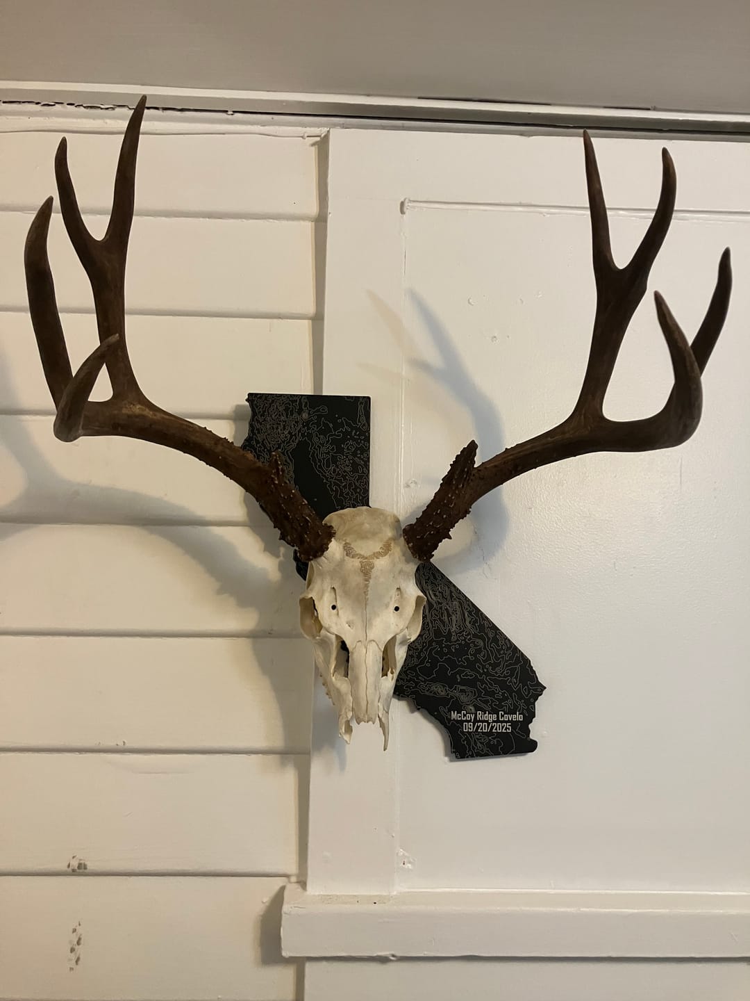 Customer photo review of California Solid State Outline European Mount Plaque (Medium Game)