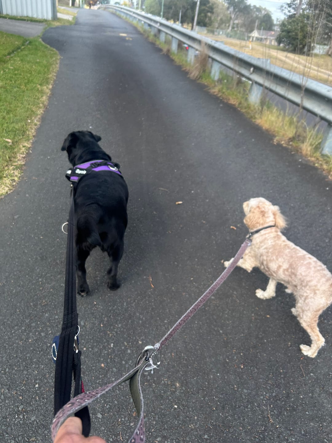 Customer photo review of Dogshood ™ No Pull Harness