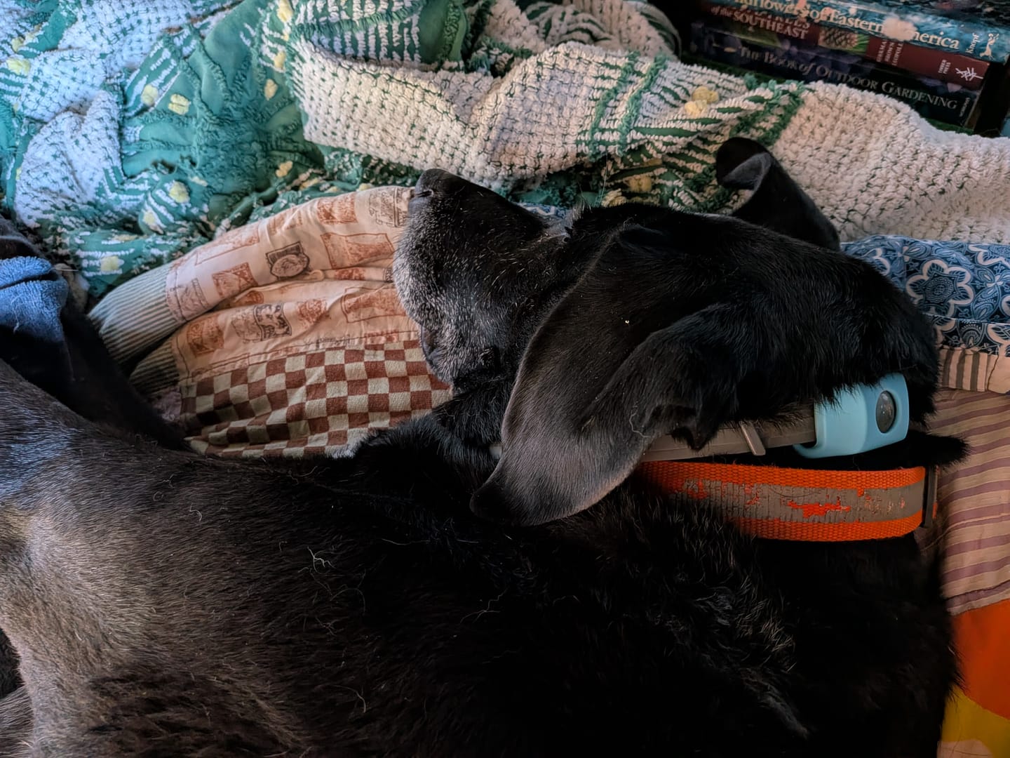 Customer photo review of FurLife™ 12 Months Flea and Tick Free