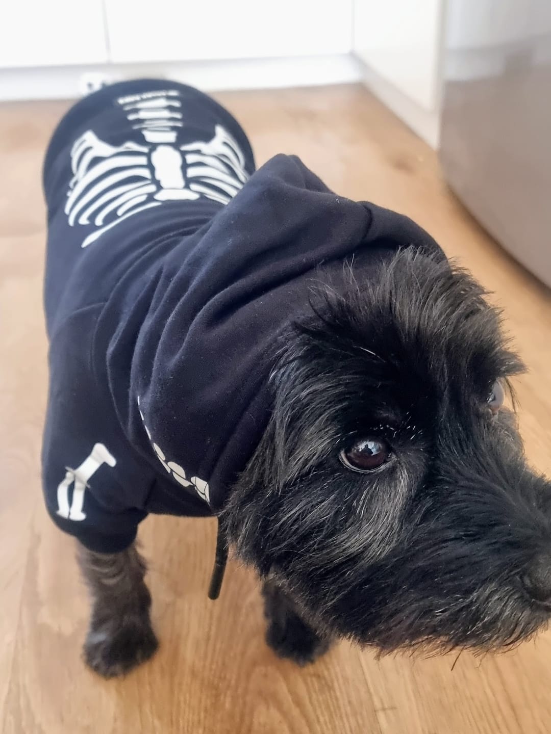 Customer photo review of Halloween Dog Hoodie - Reflective Skeleton