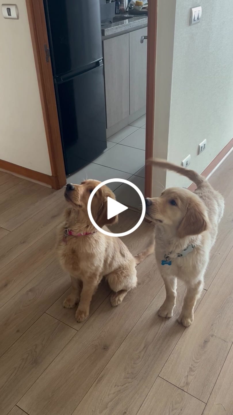 Customer video review of Patas de pollo deshidratada para perros  - Pack 60 unidades
