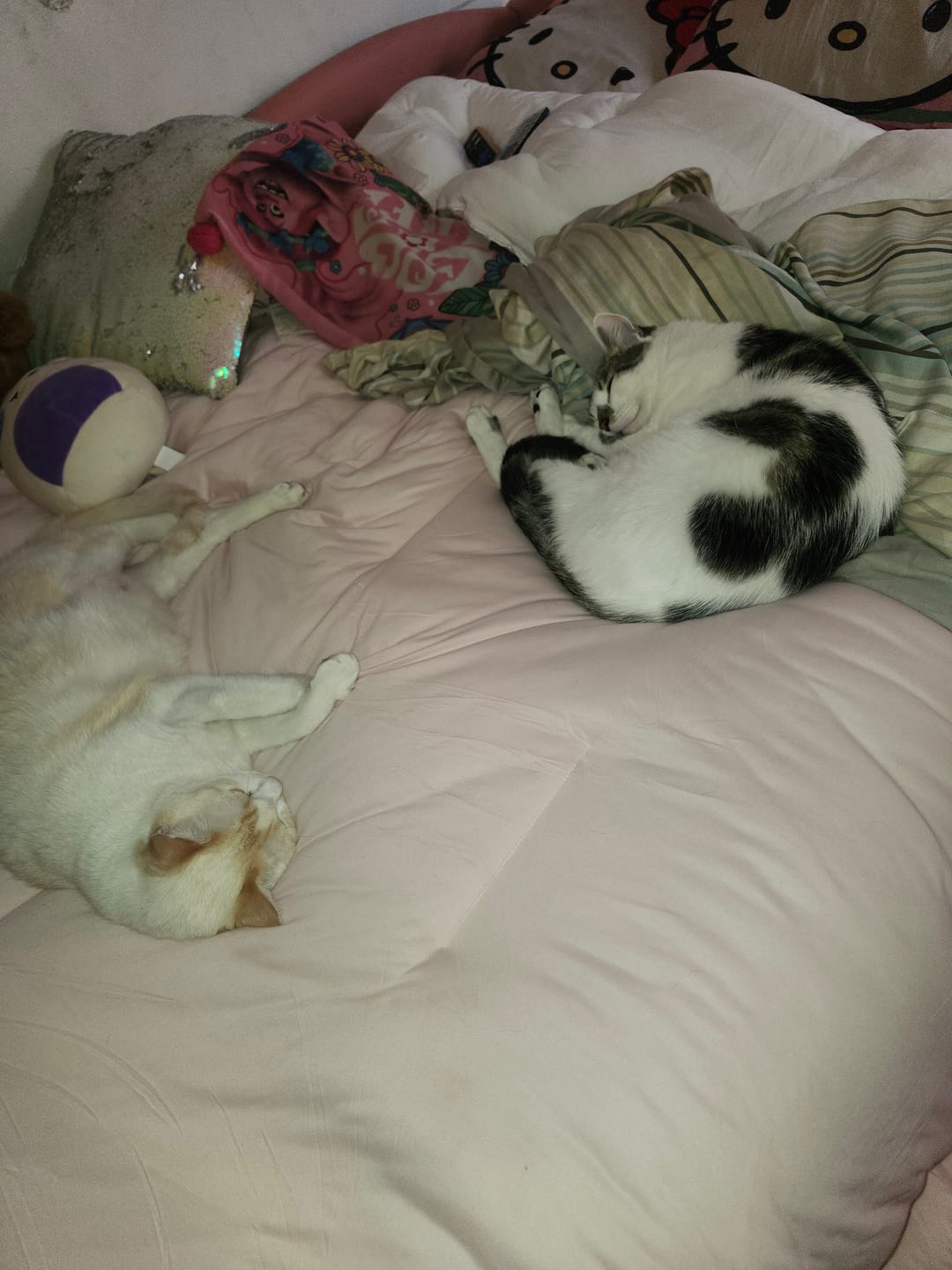 Customer photo review of MarshMellow Comforter