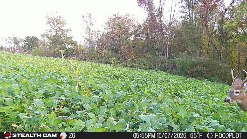 Customer photo review of Bombshell™ Food Plot Seed