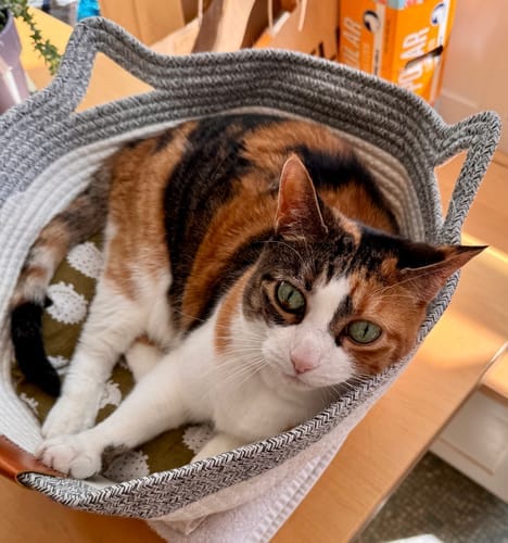 Customer photo review of Effico™ Handgeweven Krabmand voor Katten