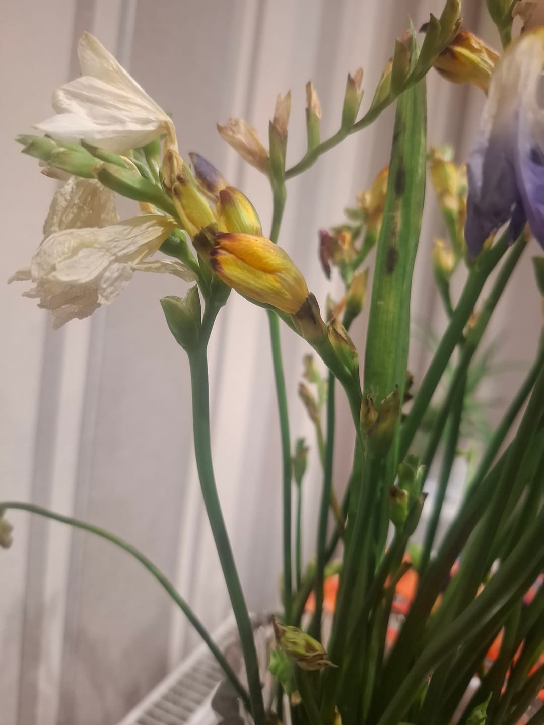 Customer photo review of Mixed Guernsey Long Stem Freesia Flowers