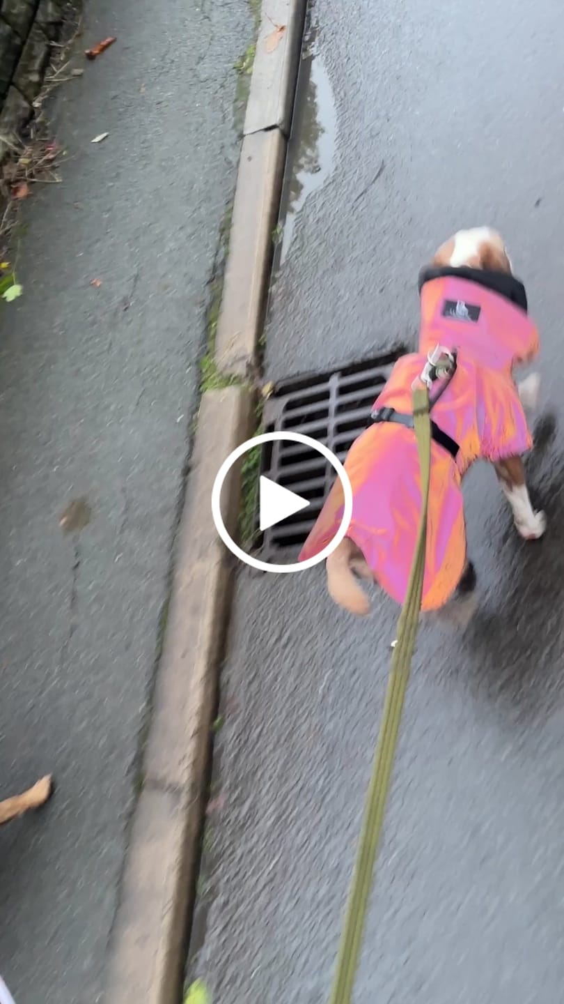 Customer video review of Waterproof Rainbow Reflective Raincoat for Dogs - Burgundy - NEW!!