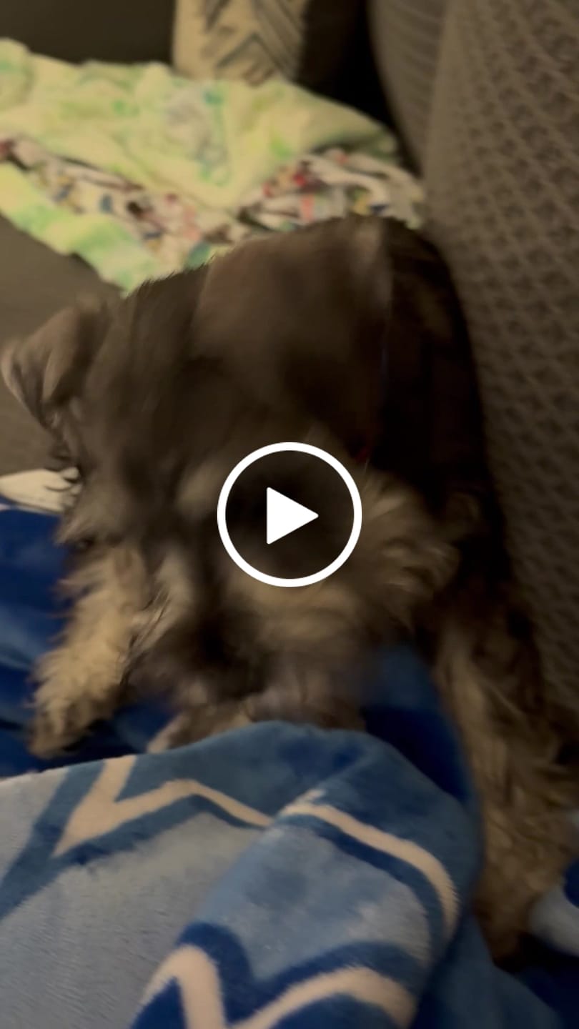 Customer video review of 6 Inch Thick Bully Stick