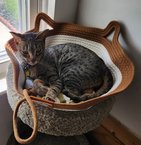 Customer photo review of Effico™ Handgeweven Krabmand voor Katten