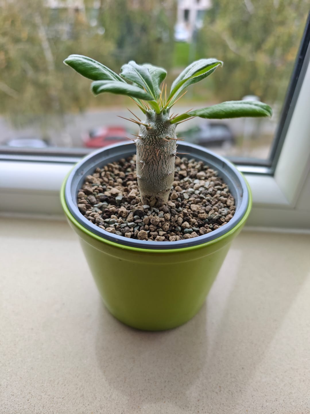 Customer photo review of Cacti & Succulent Mineral Mix